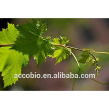 Good Price Natural Grape Leaf Extract Powder